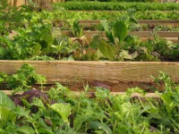 /album/visita%20de%20estudo%20%c3%a0%20biofontinhas%20/img-6892-jpg/
