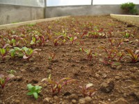 /album/visita%20de%20estudo%20%c3%a0%20biofontinhas%20/img-6941-jpg/